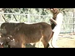 Gay fucking a horse's ass during anal intercourse